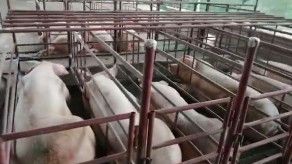 Sector porcinocultor denuncia dificultades en la movilidad de trabajadores Sector porcinocultor denuncia dificultades en la movilidad de trabajadores