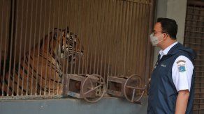 Dos tigres de Sumatra se recuperan tras enfermar de COVID-19