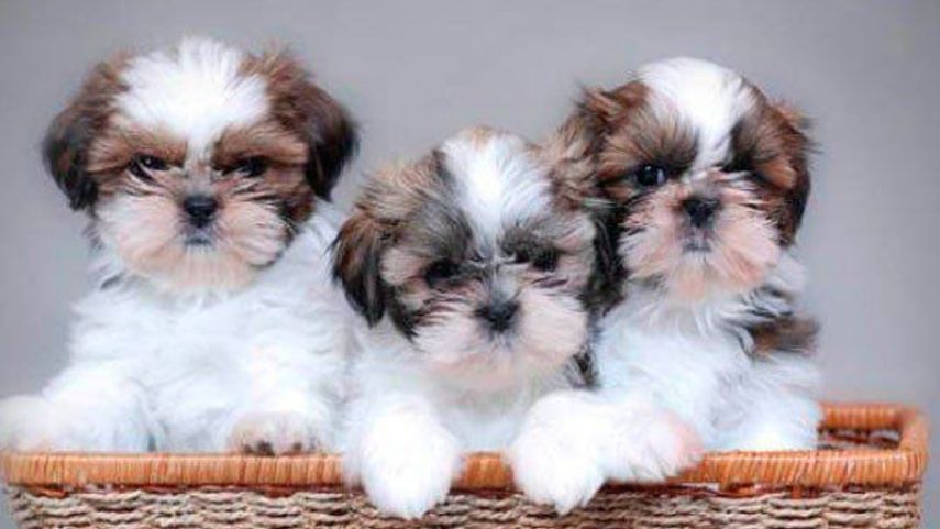 Mascotas