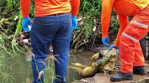 Sinaproc en la recolección del maniquí confundido por los moradores.