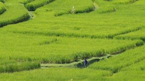 El terrible impacto de la crisis del agua es palpable en la provincia de Jatiluwih, en el noroeste de Bali.