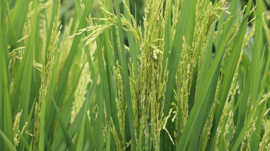 MIDA desmiente importación de 35,000 toneladas de arroz&nbsp;