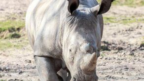 Matan a un rinoceronte en un zoo francés para robarle un cuerno
