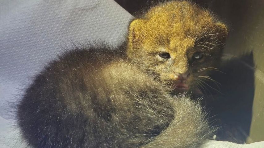Rescatan una cría de yaguarundí en Soná.