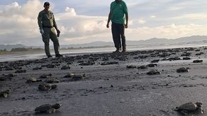 Neonatos de tortuga.