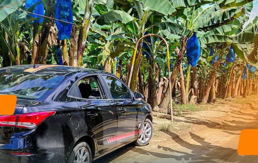 Empresa Chiquita Panamá informa que las operaciones en sus plantaciones continúan suspendidas