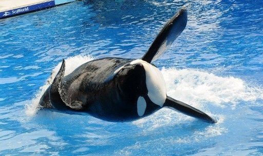 SeaWorld planea nuevos hábitats para orcas