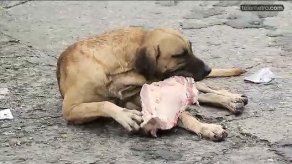 Perritos callejeros también conmemoraron el Día de San Francisco de Asís