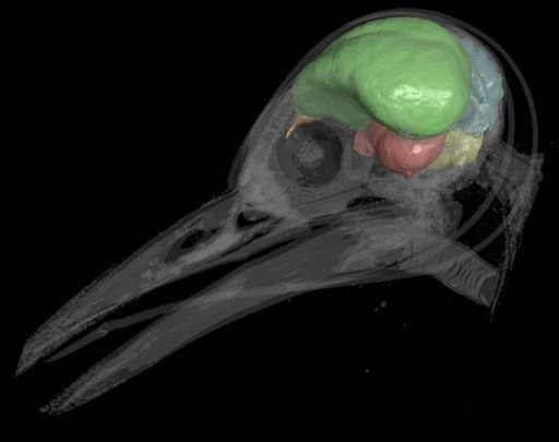 Una investigación aporta nuevas pistas sobre el origen de las aves