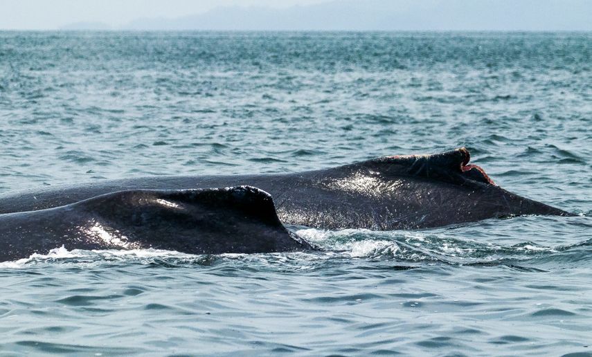 Avistamiento de ballenas