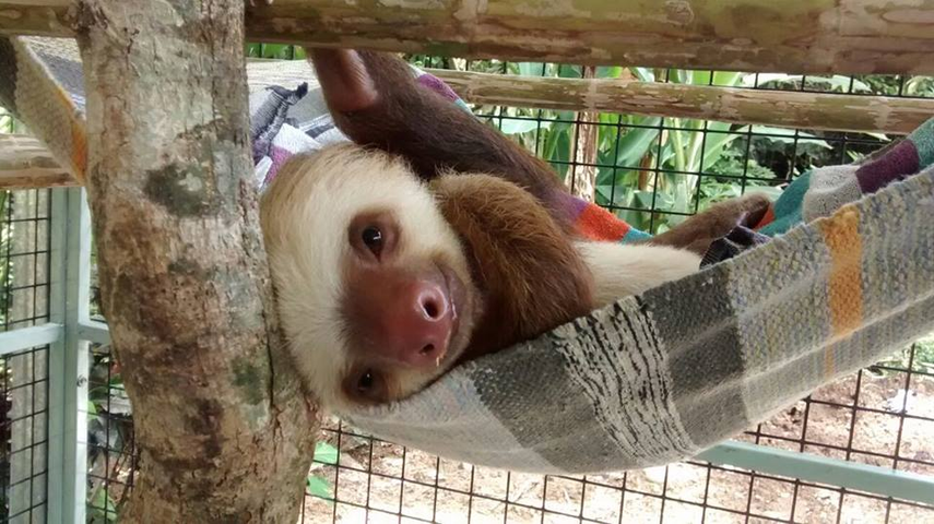 Perezosos del santuario de Cahuita