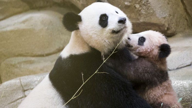 Bebé panda de Francia hace su primera aparición pública