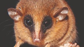 Descubren nueva especie de marsupial.