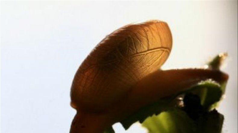 Unas 400 especies animales y vegetales más en peligro extinción