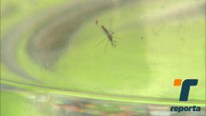 Panamá y Colón lideran las estadísticas de casos de dengue en el 2024