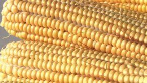 Chicago: maíz sube impulsado por demanda