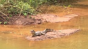 MiAmbiente denuncia captura ilegal de Cocodrilo en Colón MiAmbiente denuncia captura ilegal de Cocodrilo en Colón