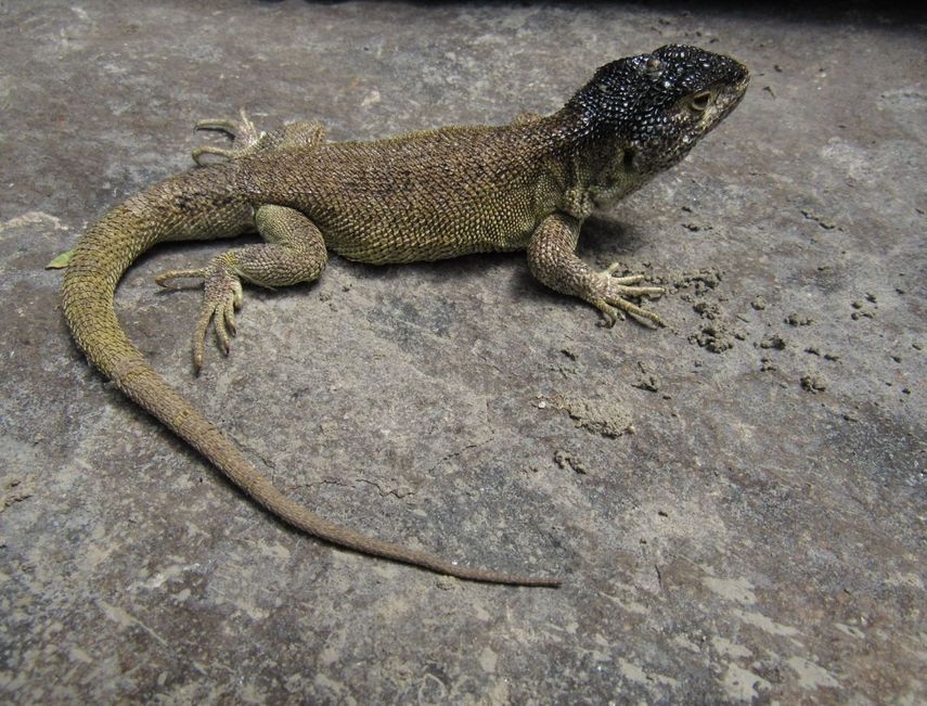 La nueva especie de lagartija