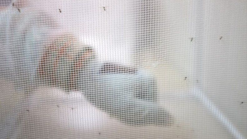 Un experimento de ingeniería genética logra erradicar mosquitos de malaria