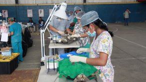 Más de 190 perros y 90 gatos fueron esterilizados en la 24 de Diciembre
