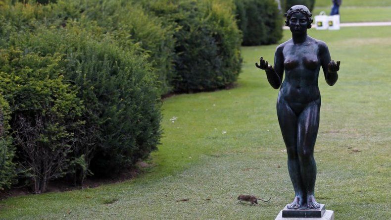 Ratas se pasean en los jardines del Louvre