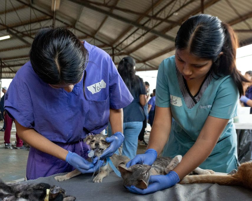 ¡Atención! Anuncian jornada de esterilización en La Chorrera