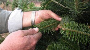EEUU: Hongo amenaza abetos para árboles de Navidad