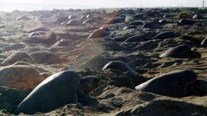 Promueven protección de las tortugas marinas en foro en República Dominicana