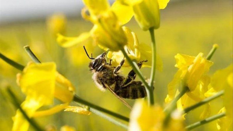 Destacan el peligro que constituye para la agricultura la reducción de abejas