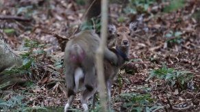 Un mono y una cierva