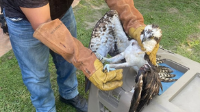 MiAmbiente rescata águila pescadora con fractura en Coclé MiAmbiente rescata águila pescadora con fractura en Coclé