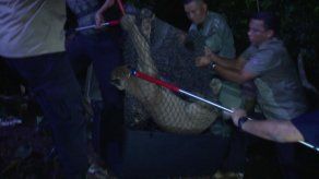Rescatan a un puma en el sector de Tierra Prometida Rescatan a un puma en el sector de Tierra Prometida