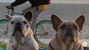 El cuidador de los perros de Lady Gaga rompe su silencio tras resultar herido defendiéndolos