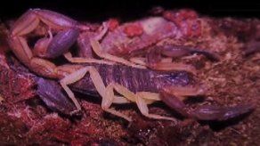 El alacrán Tityus Cerro Azul