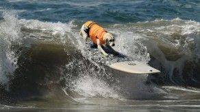 Los perros también pueden surfear