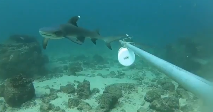 MiAmbiente monitorea tiburones.