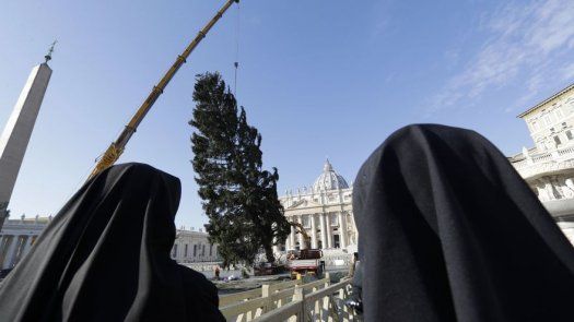 Erigen árbol de Navidad en Plaza de San Pedro