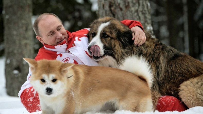 Putin intercede por los perros callejeros al pedir una ley para su protección