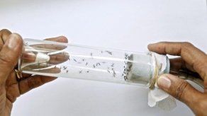 Aumentan a 19 los casos de chicungunya registrados en Bolivia