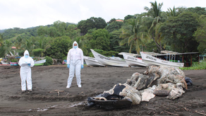 Encuentran cría de ballena jorobada muerta en Cambutal
