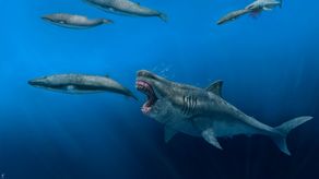 El megalodonte también era un gran nadado según los investigadores.