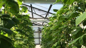 Experto japonés defiende en Panamá beneficios de la agricultura controlada