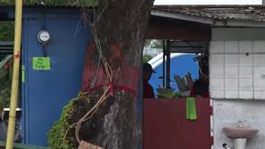 MiAmbiente frena tala de árboles en Vía España.