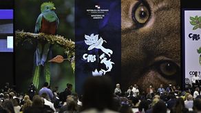 La Reunión Cumbre de las Partes (COP19) de la Convención sobre el Comercio Internacional de Especies Amenazadas de Fauna y Flora Silvestres (CITES) se realizó en Panamá.