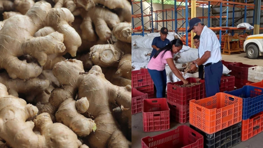 Jengibre cultivado en Chepo será exportado a España.