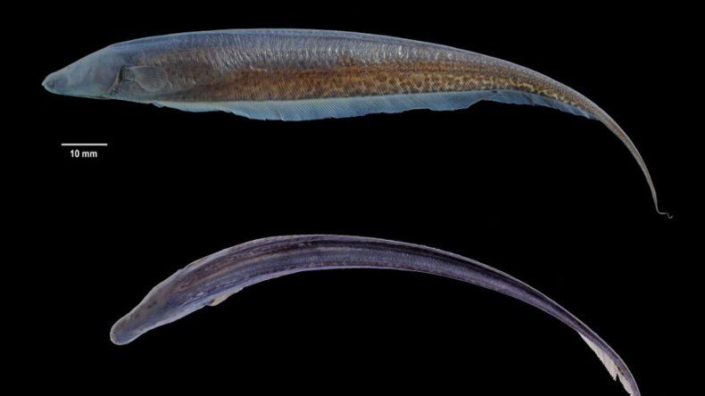 Descubren nueva especie de pez eléctrico en Guyana