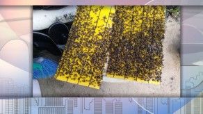 Moscas invaden residencias en el Carriazo de Panamá Este