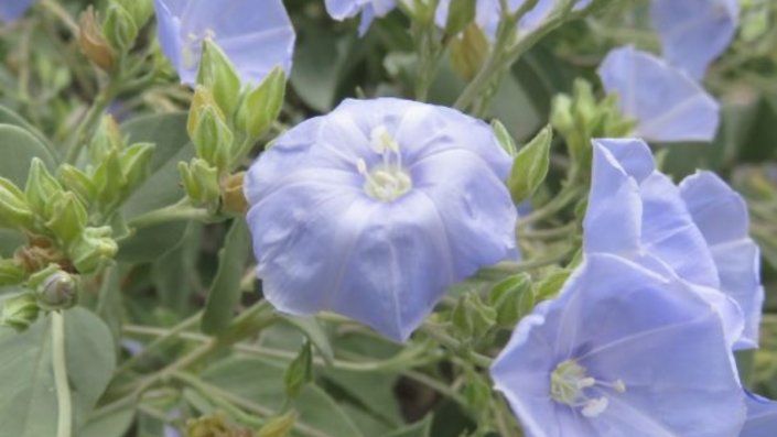 Las nuevas especies, que el estudio sugiere que son relativamente raras, han sido nombradas como Jacquemontia boliviana, cuspidata, longipedunculata, mairae y chuquisacensis. Las nuevas especies, que el estudio sugiere que son relativamente raras, han sido nombradas como Jacquemontia boliviana, cuspidata, longipedunculata, mairae y chuquisacensis.