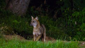 La actividad humana hace que los mamíferos sean cada vez más nocturnos