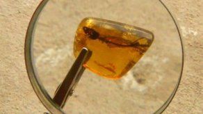 Descubren en México lagartija de 23 millones de años preservada en ámbar